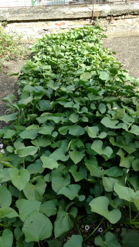 Ipomoea batatas plantplacesimage20170812_155651.jpg