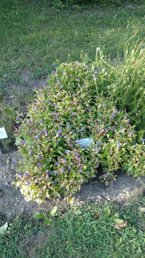 Torenia fournieri plantplacesimage20170812_172758.jpg