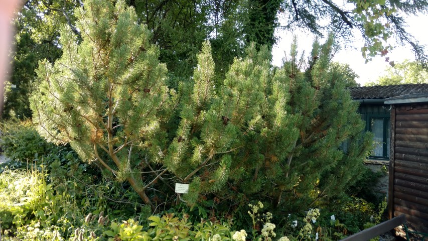 Pinus mugo plantplacesimage20170812_175210.jpg