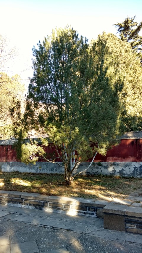 Pinus bungeana plantplacesimage20171126_101940.jpg