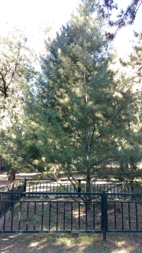 Pinus bungeana plantplacesimage20171126_103453.jpg