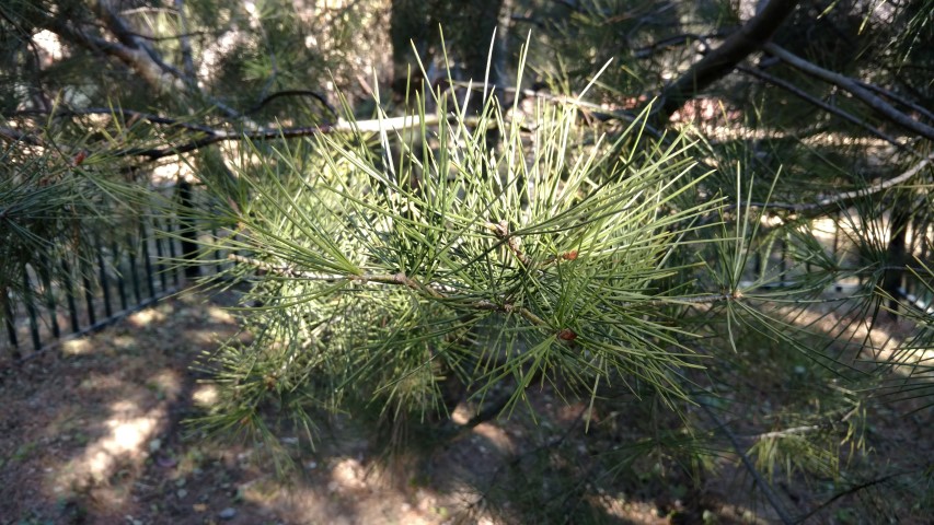 Pinus bungeana plantplacesimage20171126_103537.jpg