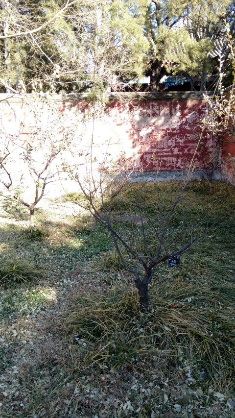 Prunus mume plantplacesimage20171126_104939.jpg