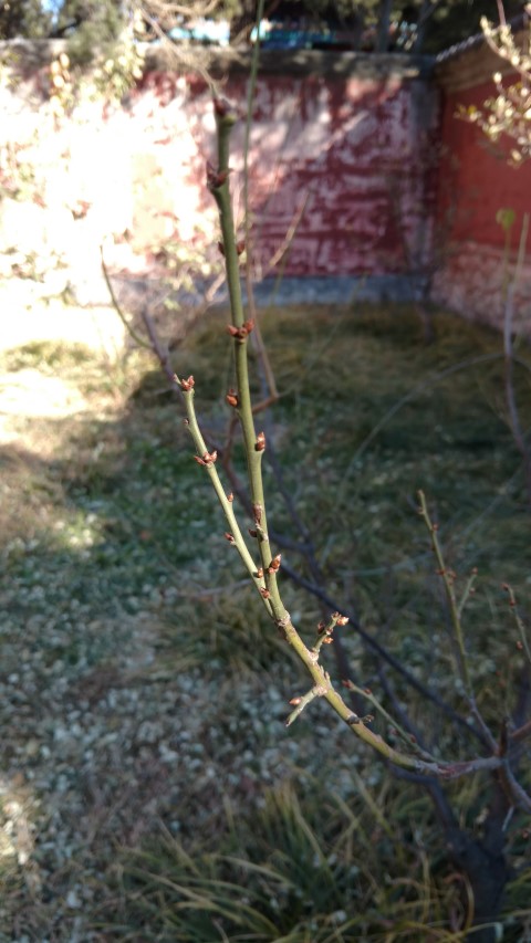 Prunus mume plantplacesimage20171126_104955.jpg