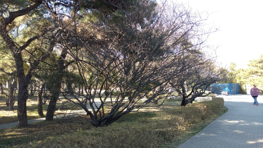 Prunus mume plantplacesimage20171126_125725.jpg