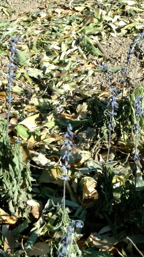 Salvia farinacea plantplacesimage20171126_131023.jpg