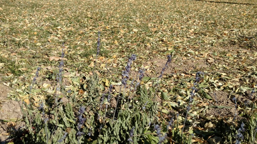 Salvia farinacea plantplacesimage20171126_131058.jpg