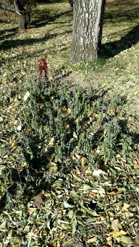 Salvia farinacea plantplacesimage20171126_131120.jpg