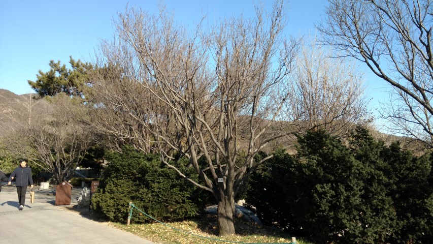 Prunus cerasifera plantplacesimage20171126_135243.jpg