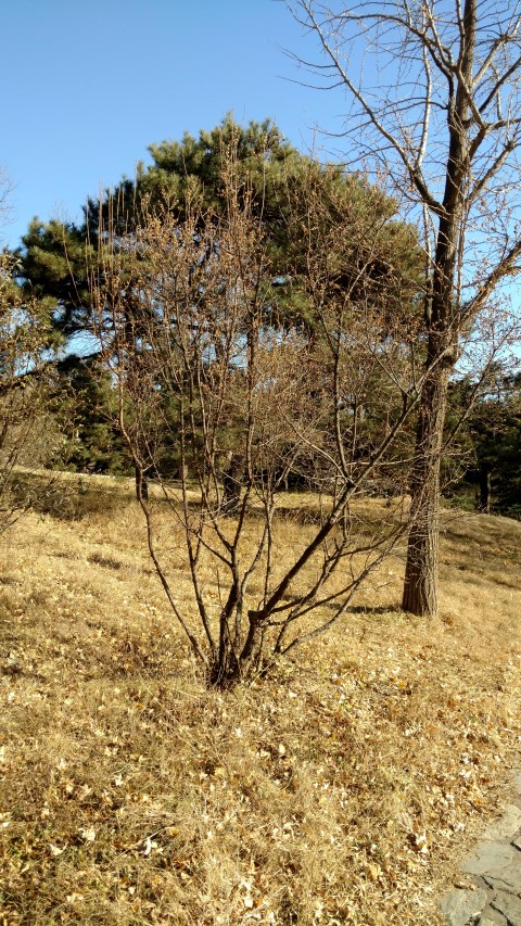 Exochorda racemosa plantplacesimage20171126_141326.jpg