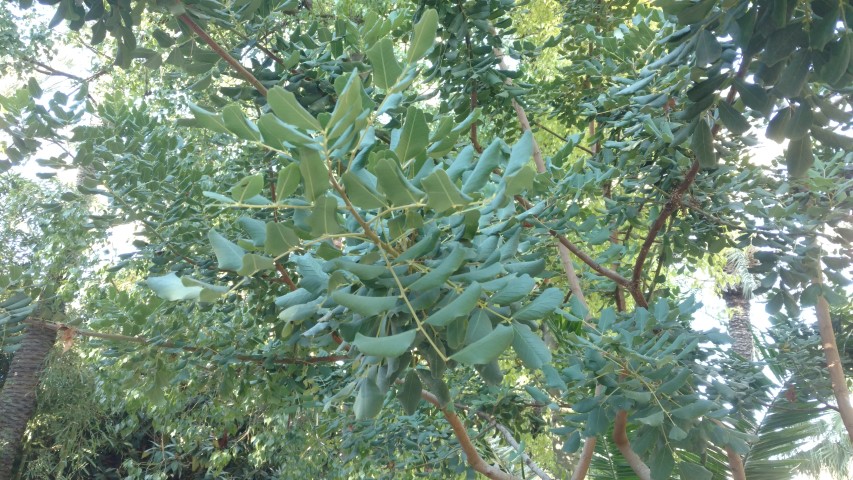 Picture of Ceratonia siliqua