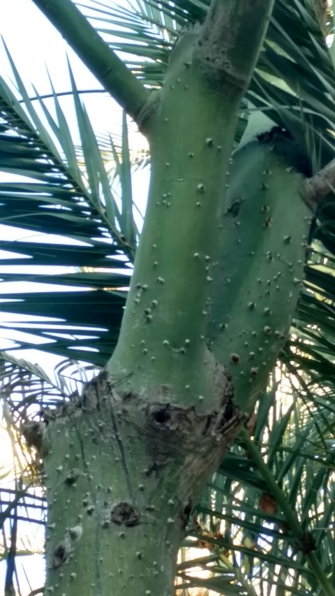 Picture of Chorisia speciosa  Silk Floss Tree