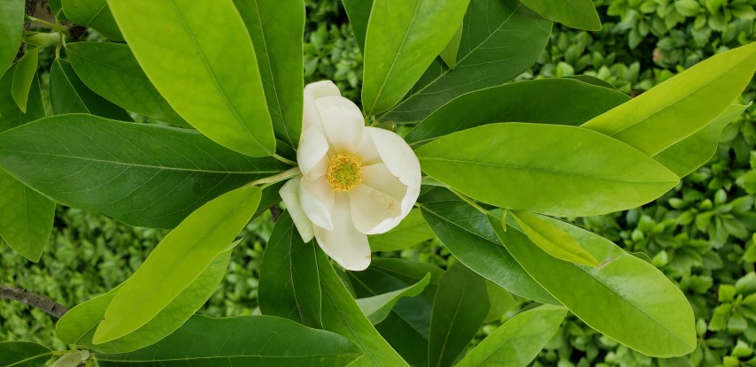 Magnolia virginiana plantplacesimage20180522_172513.jpg