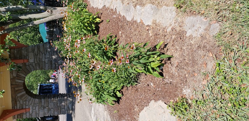 Echinacea purpurea plantplacesimage20180713_155405.jpg