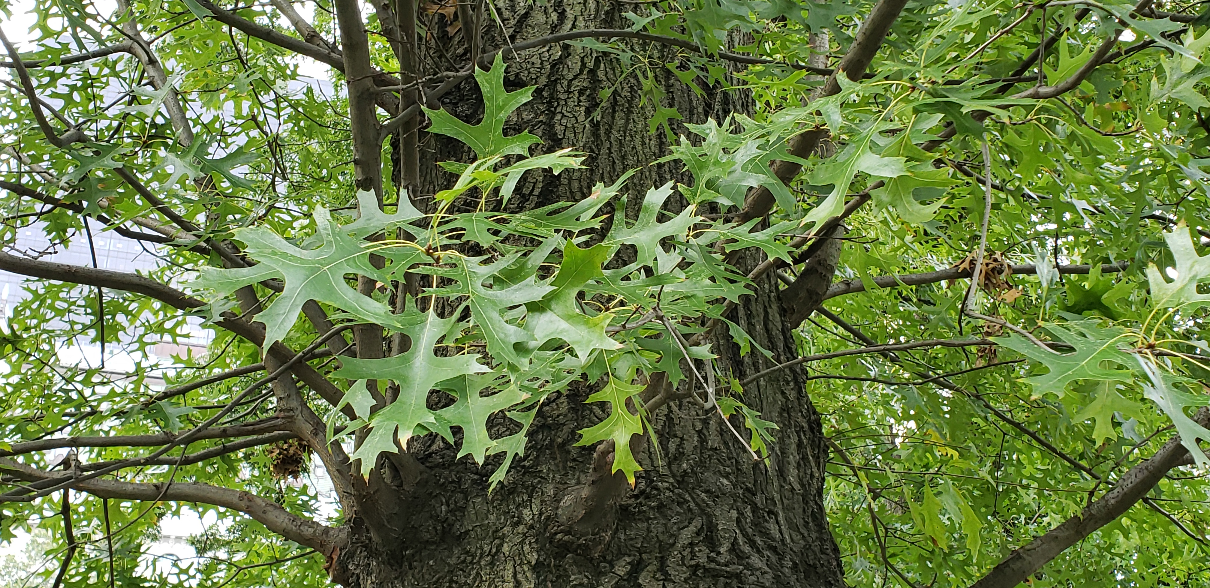 Quercus palustris plantplacesimage20181014_092542.jpg