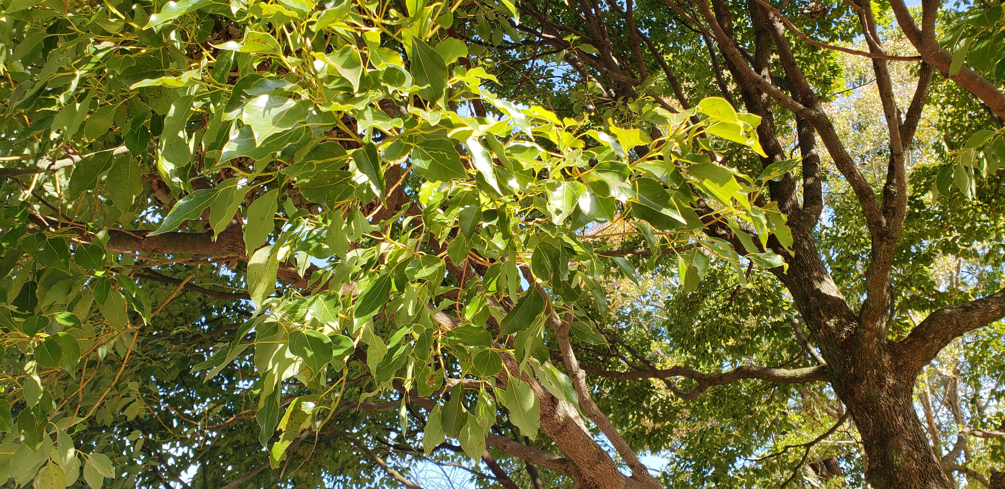 Cinnamomum camphora plantplacesimage20181208_090911.jpg