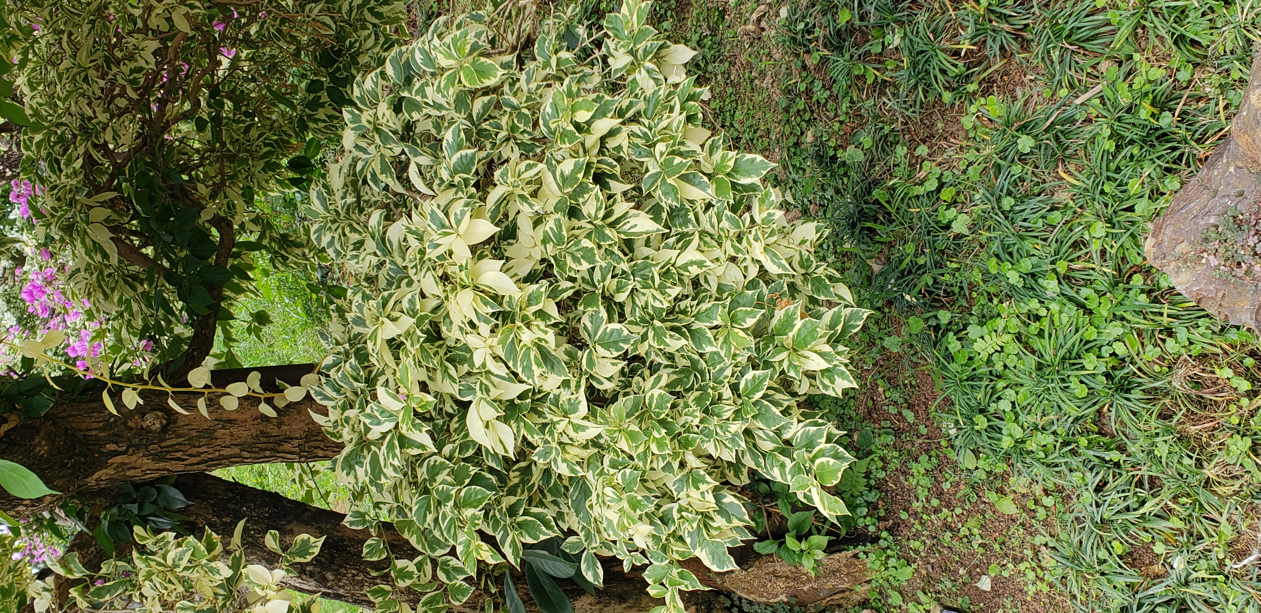 Bougainvillea glabra plantplacesimage20181214_101701.jpg