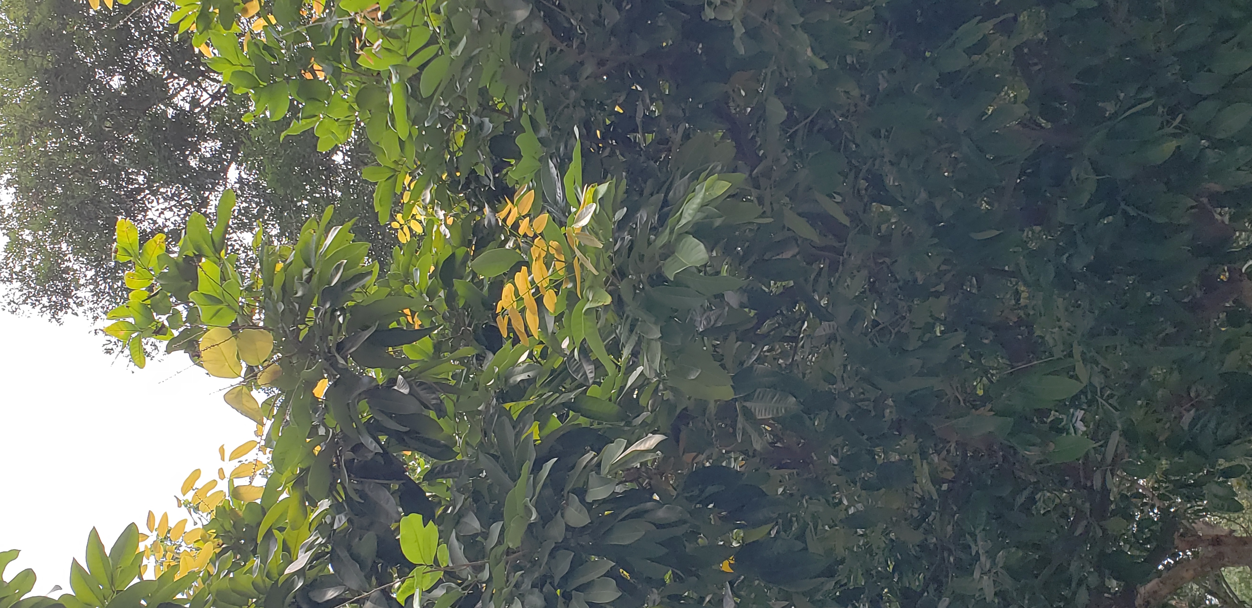 Euphorbia longan plantplacesimage20181217_113117.jpg