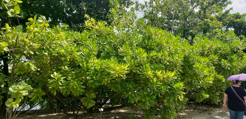 Scaevola sericea plantplacesimage20181219_114153.jpg