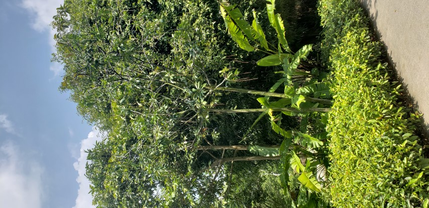 Barringtonia reticulata plantplacesimage20181219_125745.jpg