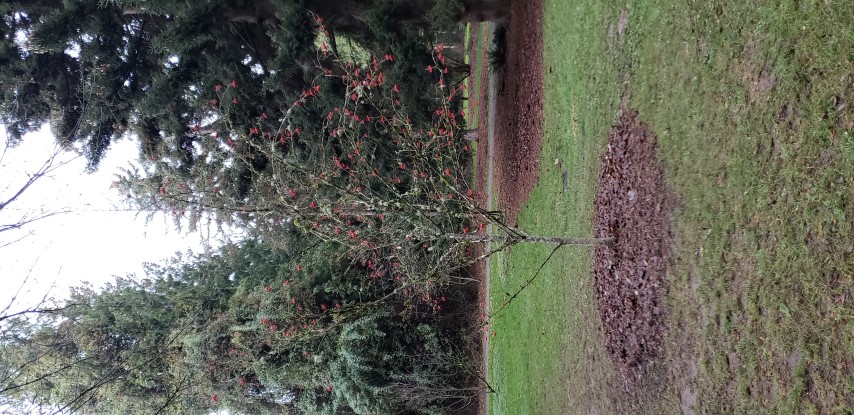 Sorbus commixta plantplacesimage20181220_160408.jpg