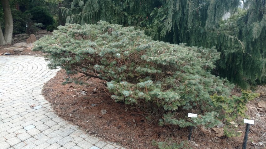 Picea pungens plantplacesimage20190302_110558.jpg