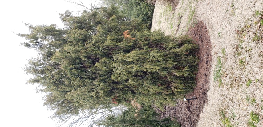 Juniperus formosana plantplacesimage20190302_120506.jpg