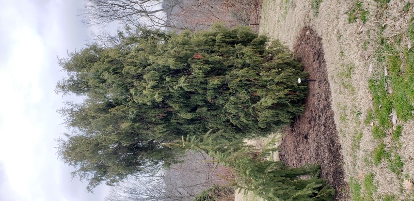 Juniperus formosana plantplacesimage20190302_120517.jpg