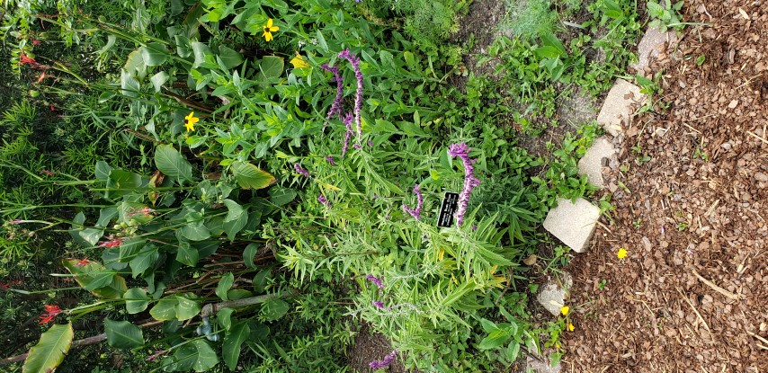 Salvia leucantha plantplacesimage20190413_111350.jpg