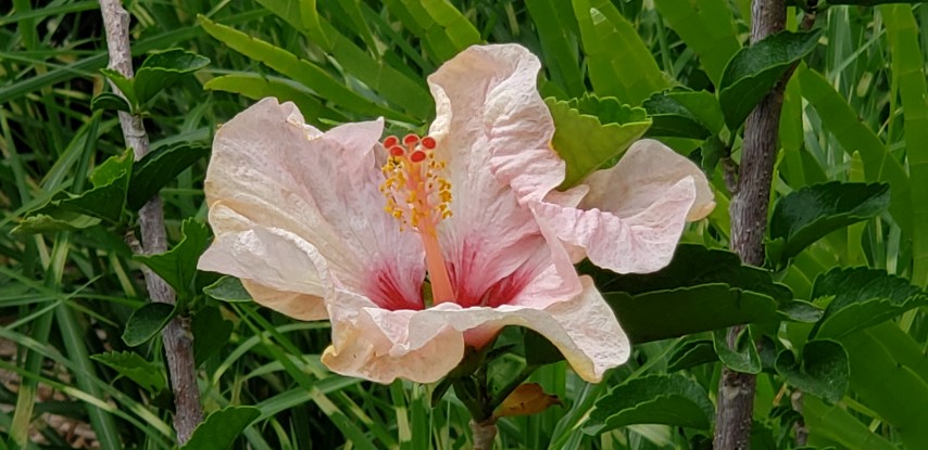 Hibiscus rosa-sinensis plantplacesimage20190413_120450.jpg