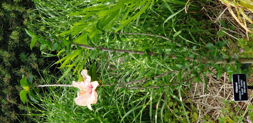 Hibiscus rosa-sinensis plantplacesimage20190413_120514.jpg