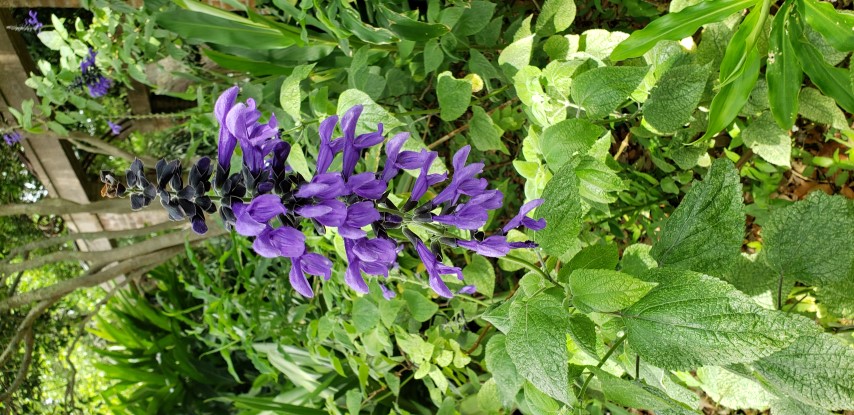 Salvia guaranitica plantplacesimage20190413_121914.jpg
