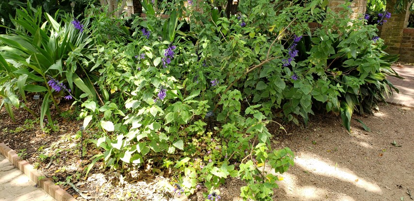 Salvia guaranitica plantplacesimage20190413_121941.jpg