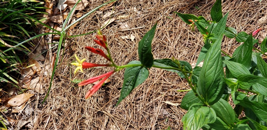 Spigelia marilandica plantplacesimage20190413_131010.jpg