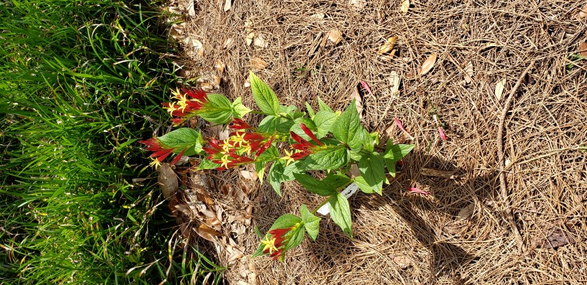 Spigelia marilandica plantplacesimage20190413_131059.jpg