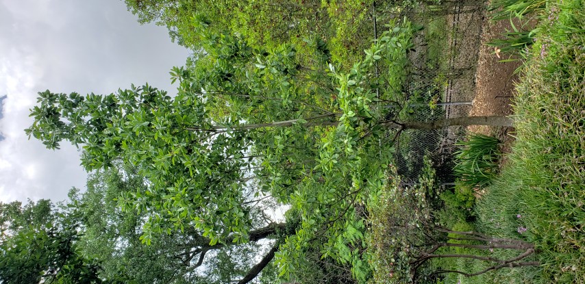 Magnolia virginiana var. australis plantplacesimage20190413_131153.jpg