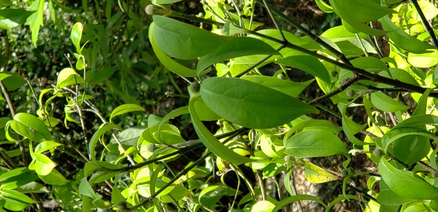 Cornus angustata plantplacesimage20190413_131322.jpg