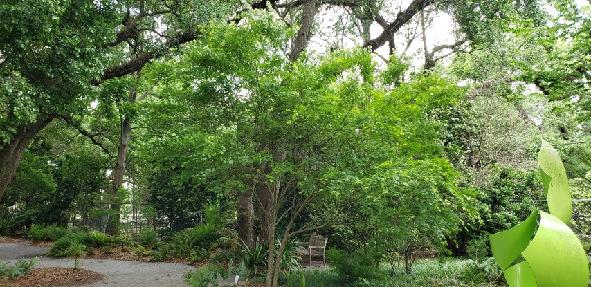 Acer palmatum plantplacesimage20190413_131510.jpg
