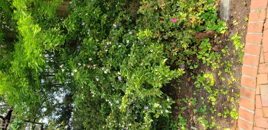 Brunfelsia pauciflora plantplacesimage20190413_141631.jpg