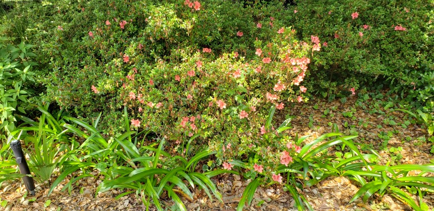 Rhododendron x indica plantplacesimage20190413_141819.jpg