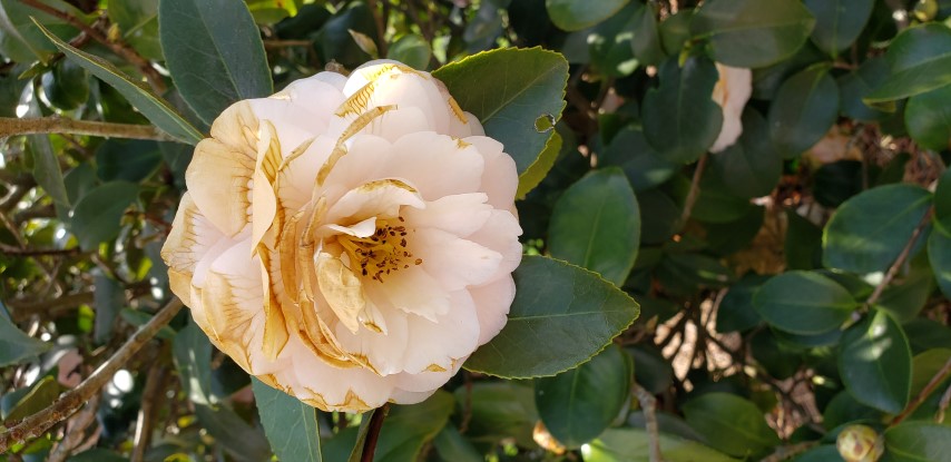 Camellia japonica plantplacesimage20190413_145012.jpg