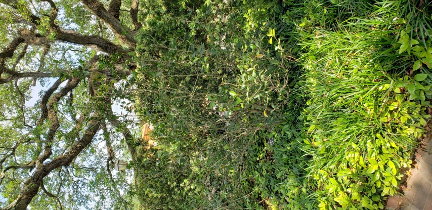 osmanthus fragrans plantplacesimage20190413_145304.jpg