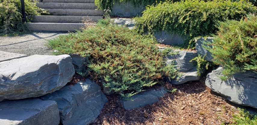 Juniperus horizontalis plantplacesimage20190901_124233.jpg
