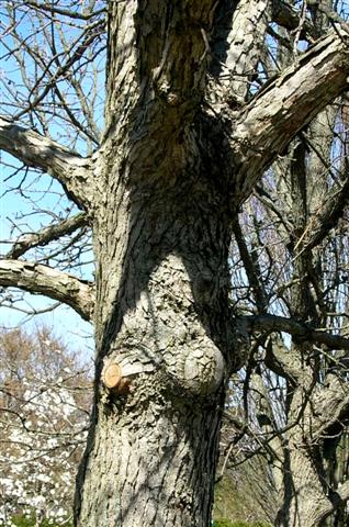 Picture of Quercus bicolor  Swamp White Oak