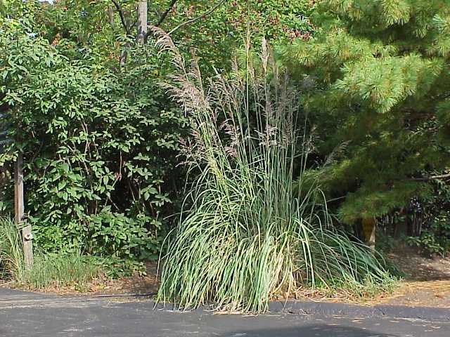 Picture of Saccharum ravenna  Ravenna Grass