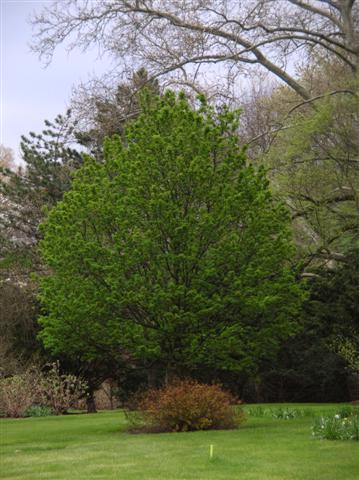 Sorbus alnifolia sorbusalnifolia041807(Small).jpg