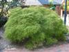 Photo of Genus=Acer&Species=palmatum var. dissectum&Common=Green Laceleaf Japanese Maple&Cultivar='Viridis'