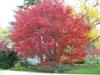 Photo of Genus=Acer&Species=palmatum&Common=Burgundy Lace Japanese Maple&Cultivar='Burgundy Lace'