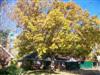 Photo of Genus=Quercus&Species=prinus&Common=Chestnut Oak&Cultivar=