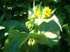 Photo of Genus=Silphium&Species=perfoliatum&Common=Cup Plant&Cultivar=